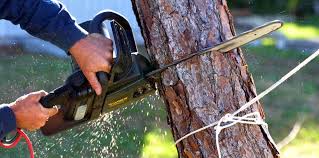 Best Fruit Tree Pruning  in Gibraltar, MI