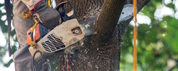 Reliable Gibraltar, MI  Tree Services Solutions