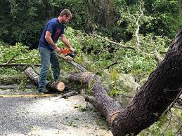 Best Arborist Consultation Services  in Gibraltar, MI