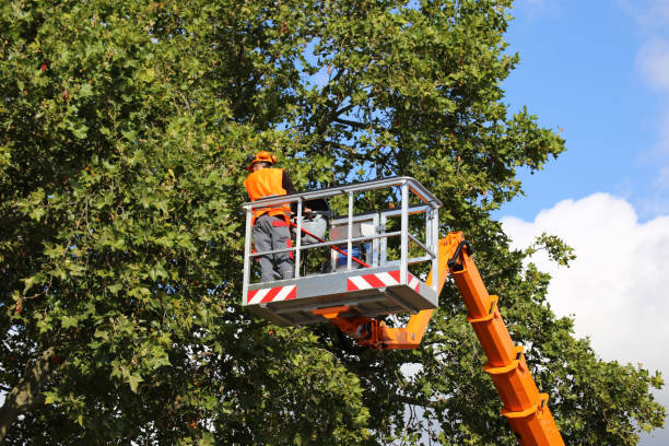 Best Tree Preservation Services  in Gibraltar, MI