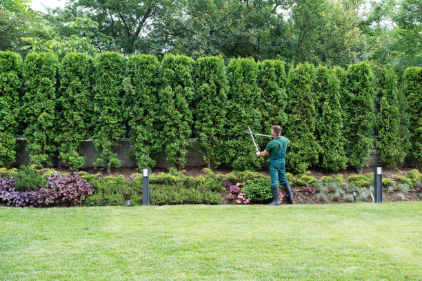 Tree and Shrub Care in Gibraltar, MI