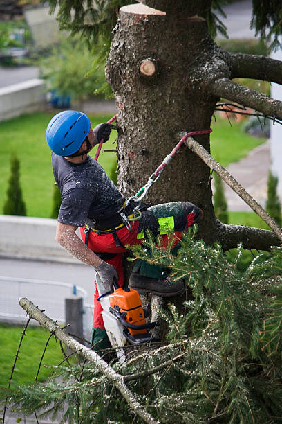 Best Root Management and Removal  in Gibraltar, MI