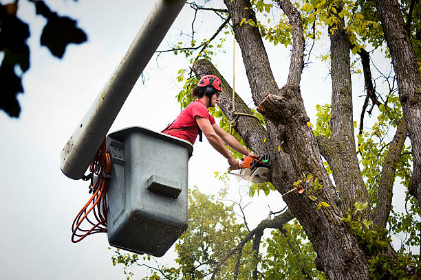 Why Choose Our Tree Removal Services in Gibraltar, MI?